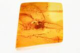 Detailed Fossil Spider (Araneae) In Baltic Amber #381569-1